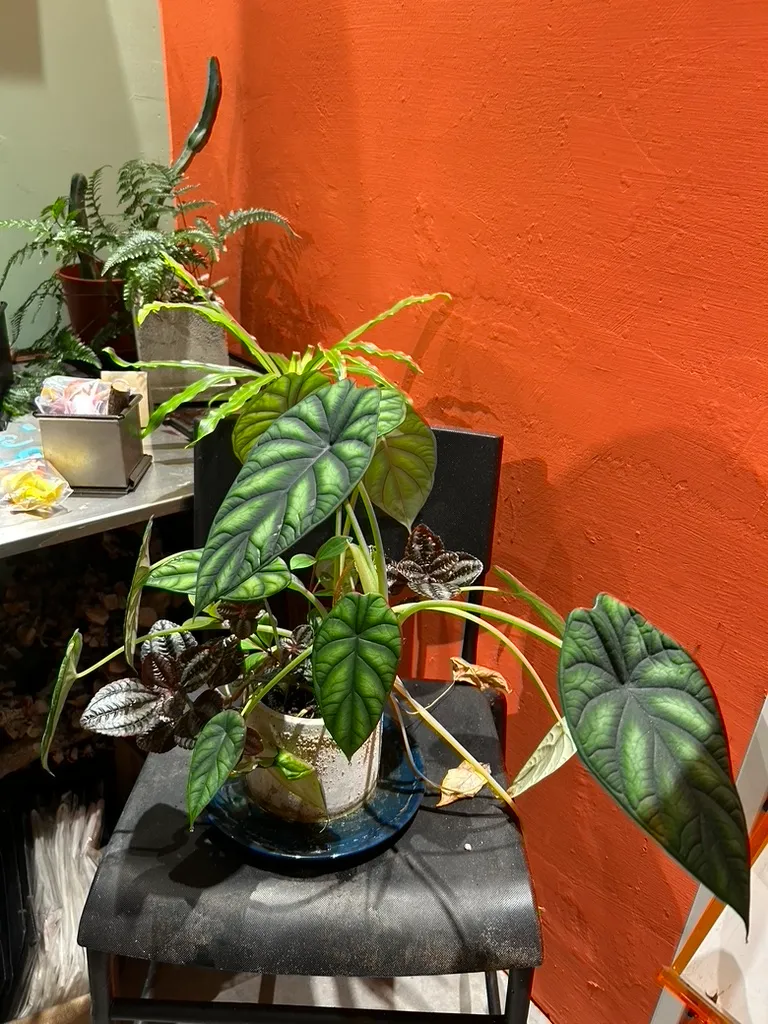 店內從色彩到擺飾都充滿別樣的生機